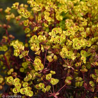 euphorbia-miners-merlot