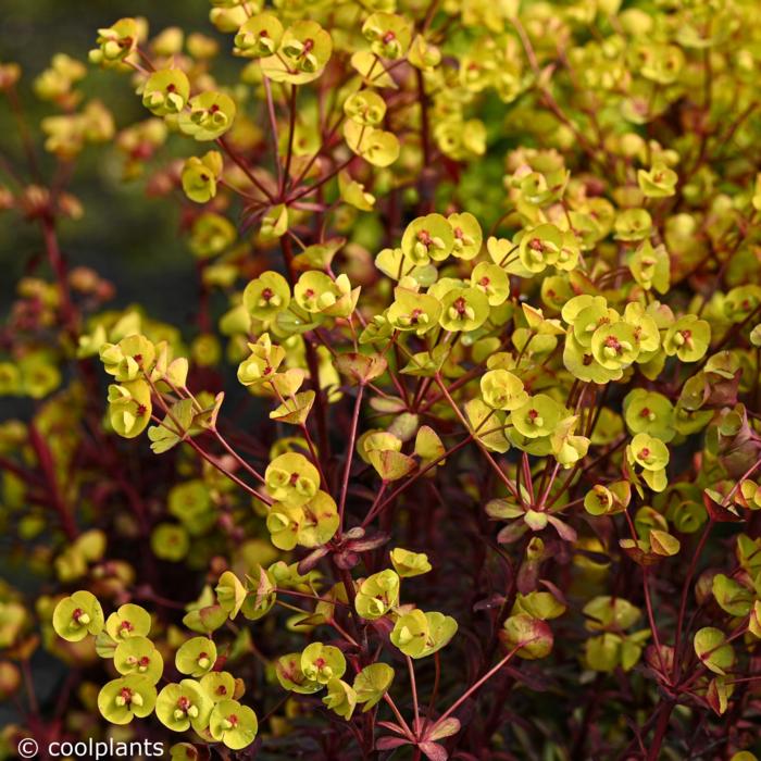 Euphorbia 'Miners Merlot' plant