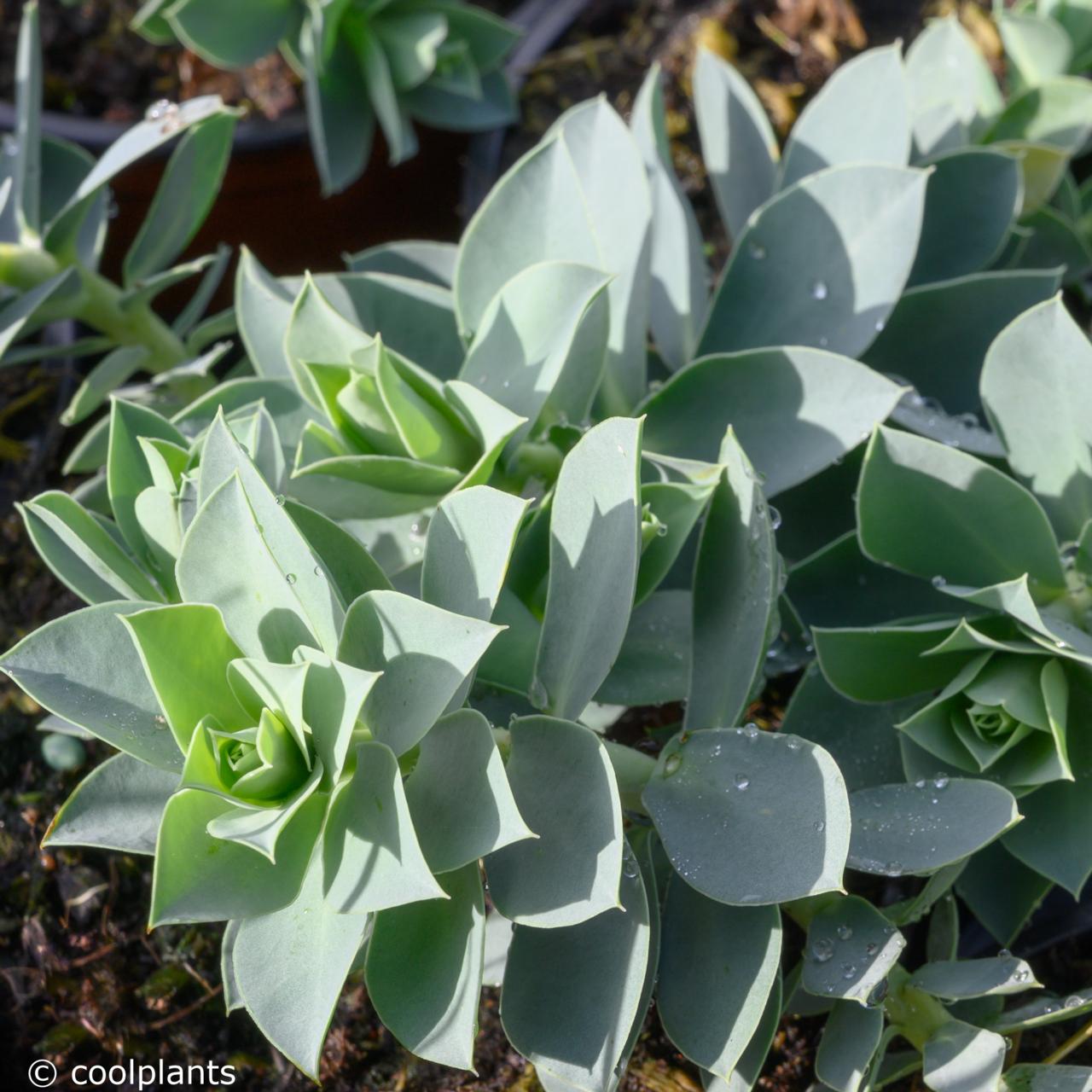 Euphorbia myrsinites plant