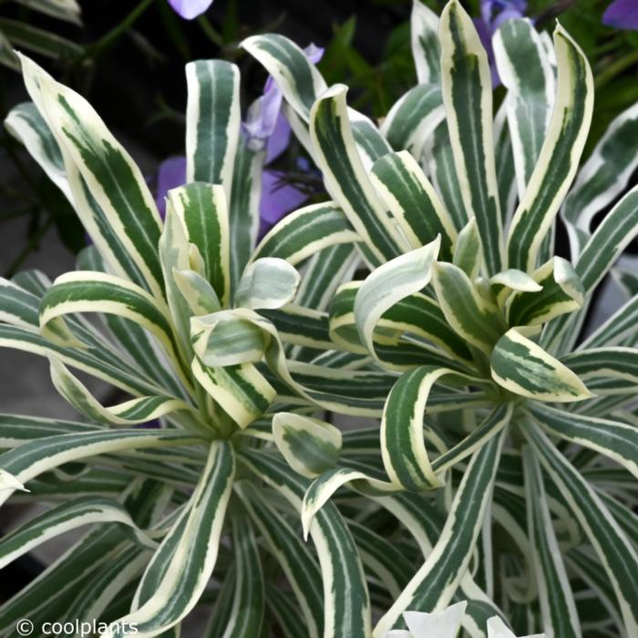 Euphorbia 'Tasmanian Tiger' plant