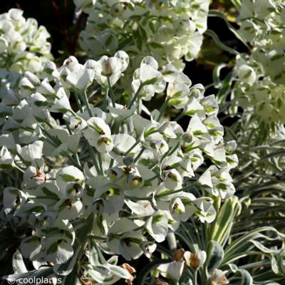 euphorbia-tasmanian-tiger