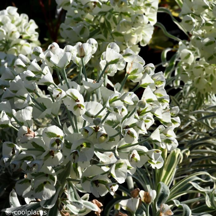 Euphorbia 'Tasmanian Tiger' plant