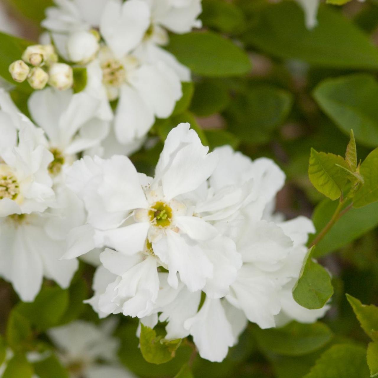 Exochorda macrantha 'Lotus Moon' plant