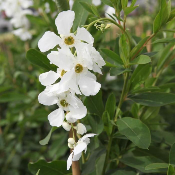 Exochorda macrantha 'The Bride' plant