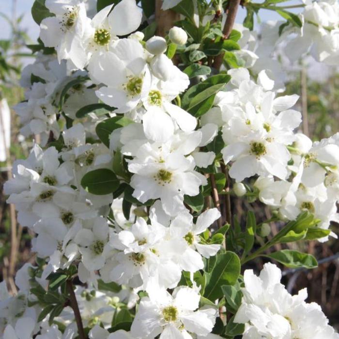 Exochorda macrantha 'The Bride' plant