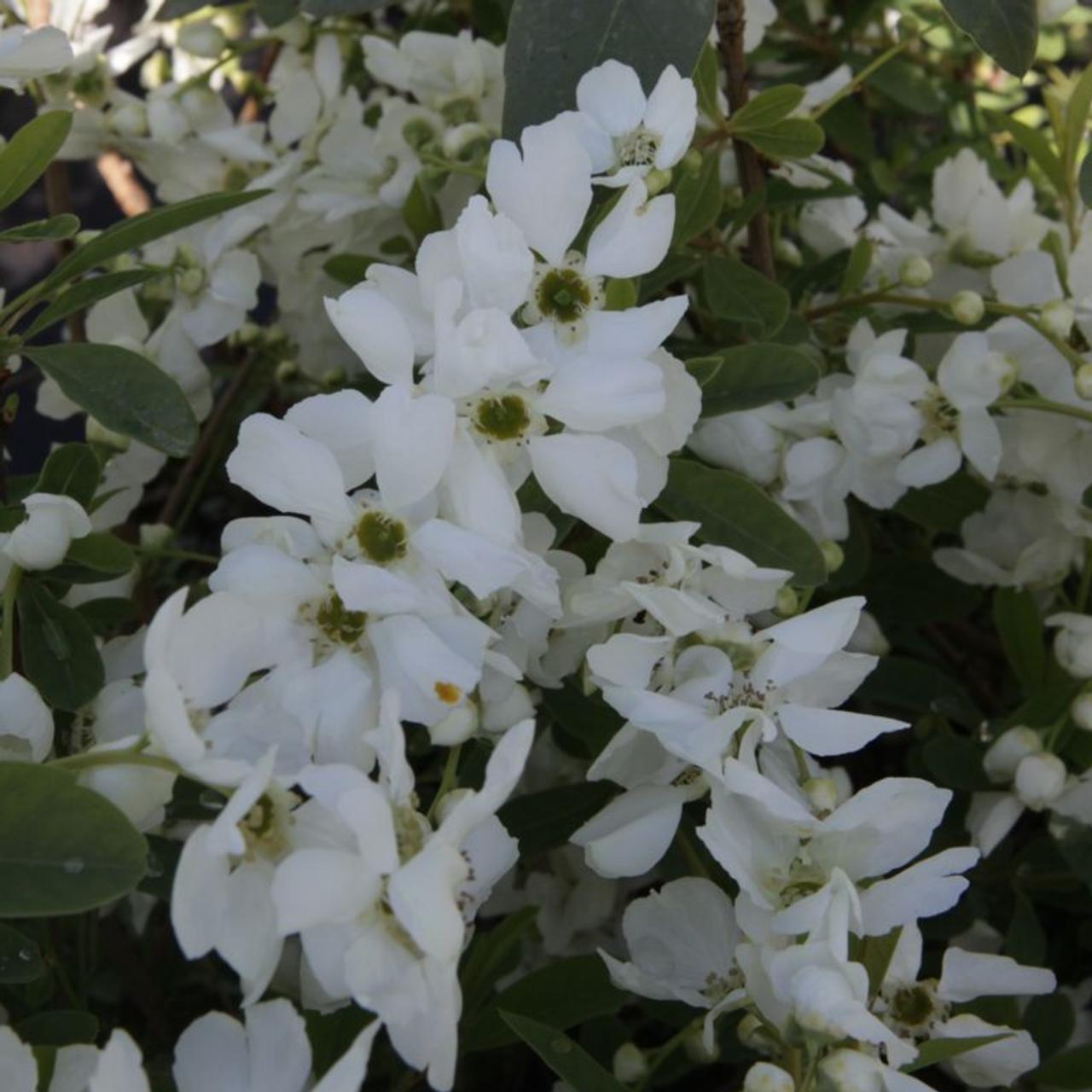 Exochorda racemosa 'Niagara' plant