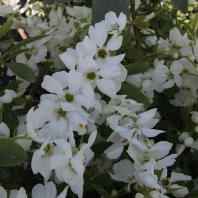 exochorda-racemosa-niagara