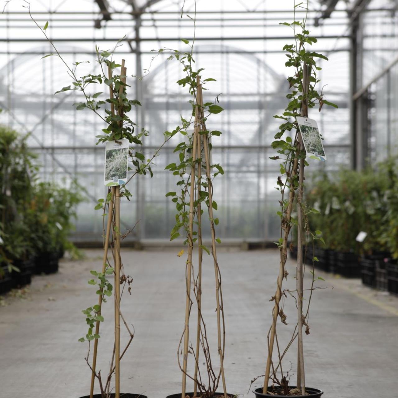 Fallopia aubertii plant