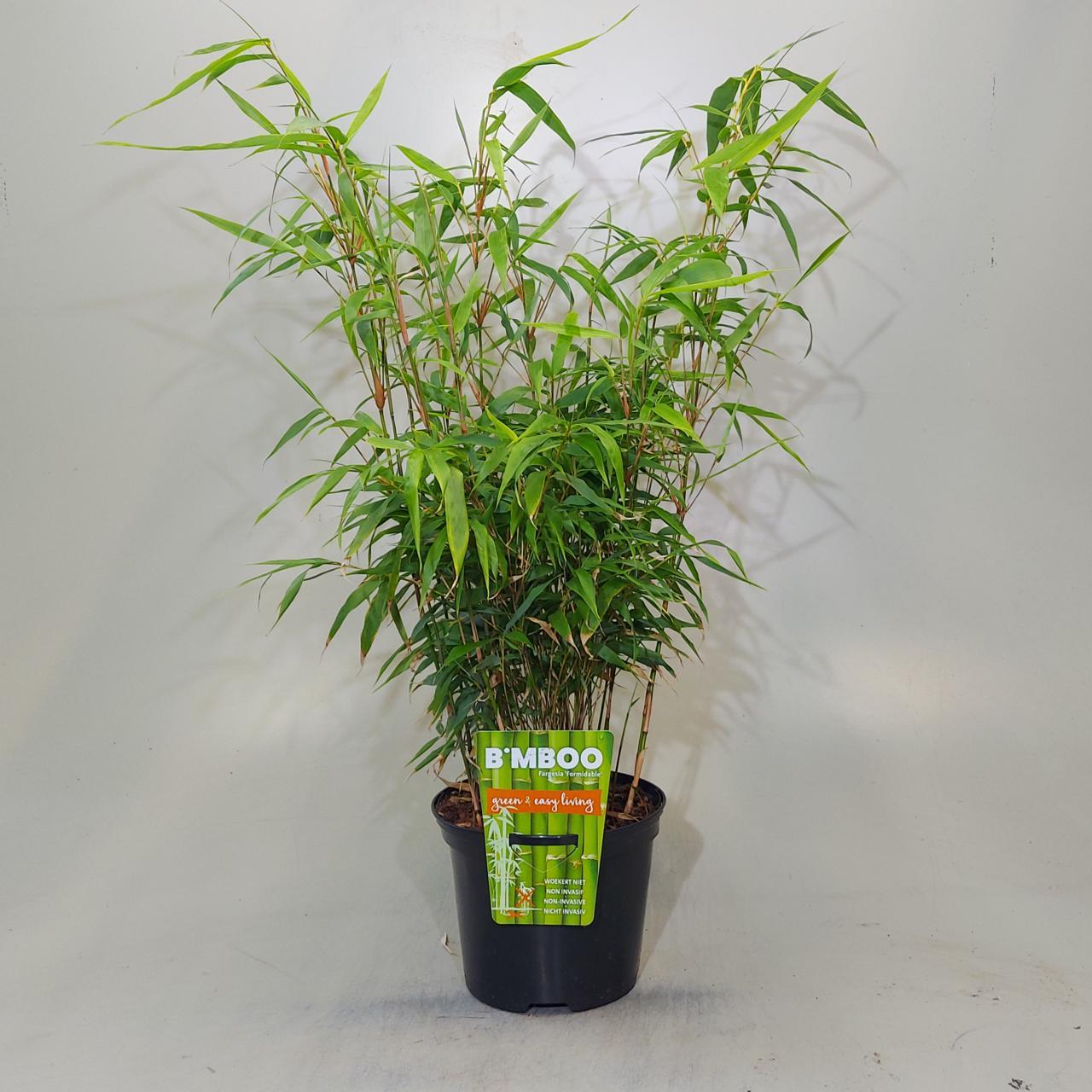 Fargesia robusta 'Formidable' plant