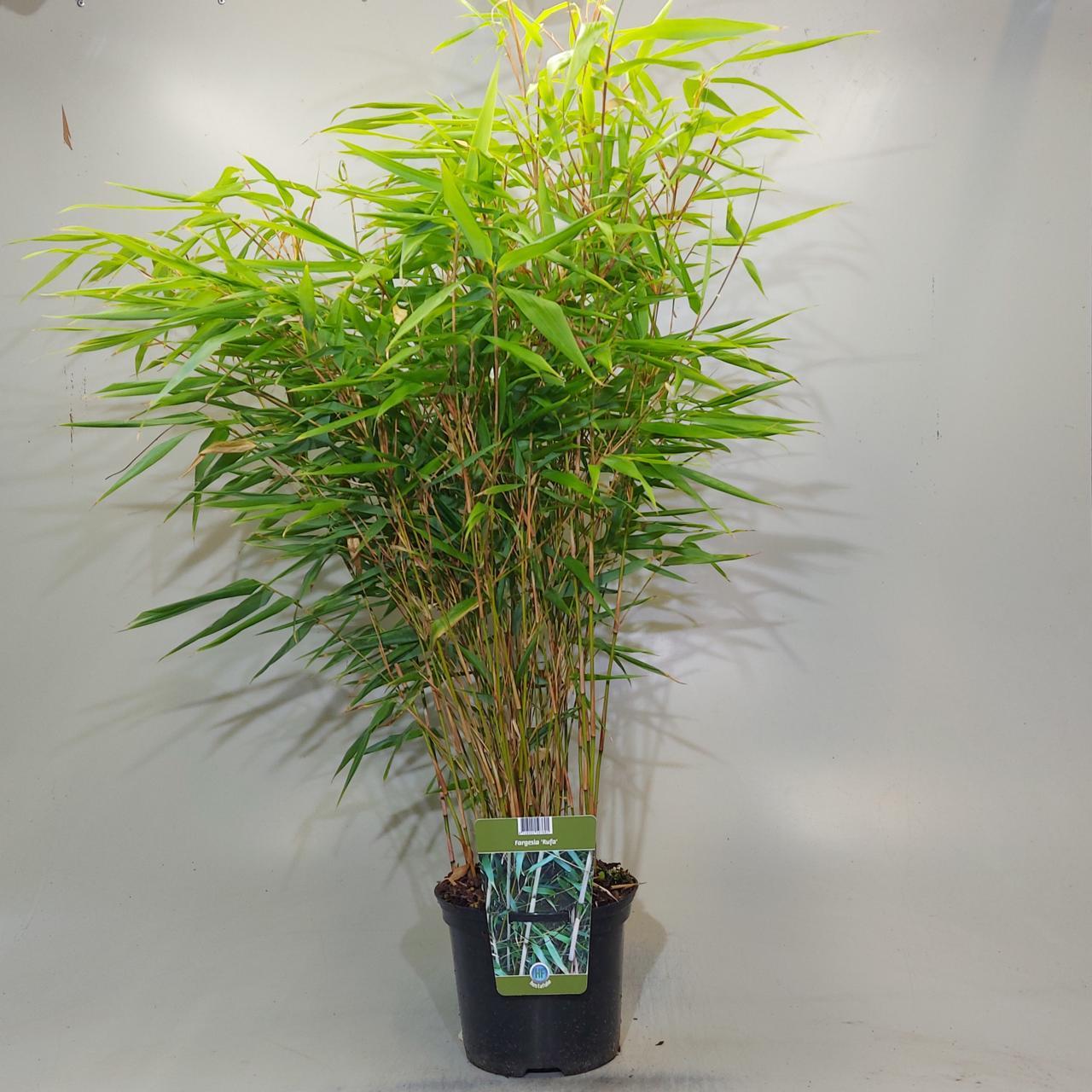 Fargesia 'Rufa' plant