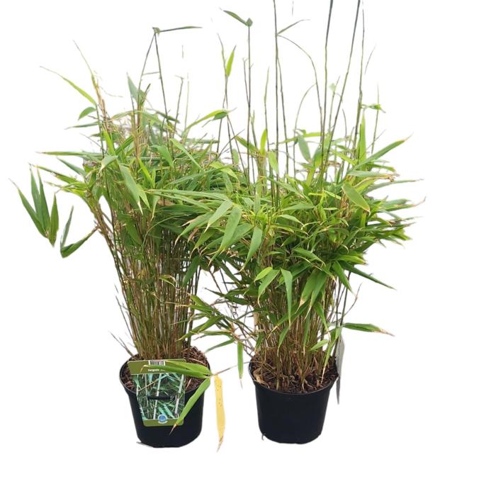 fargesia-rufa Fargesia 'Rufa' plant
