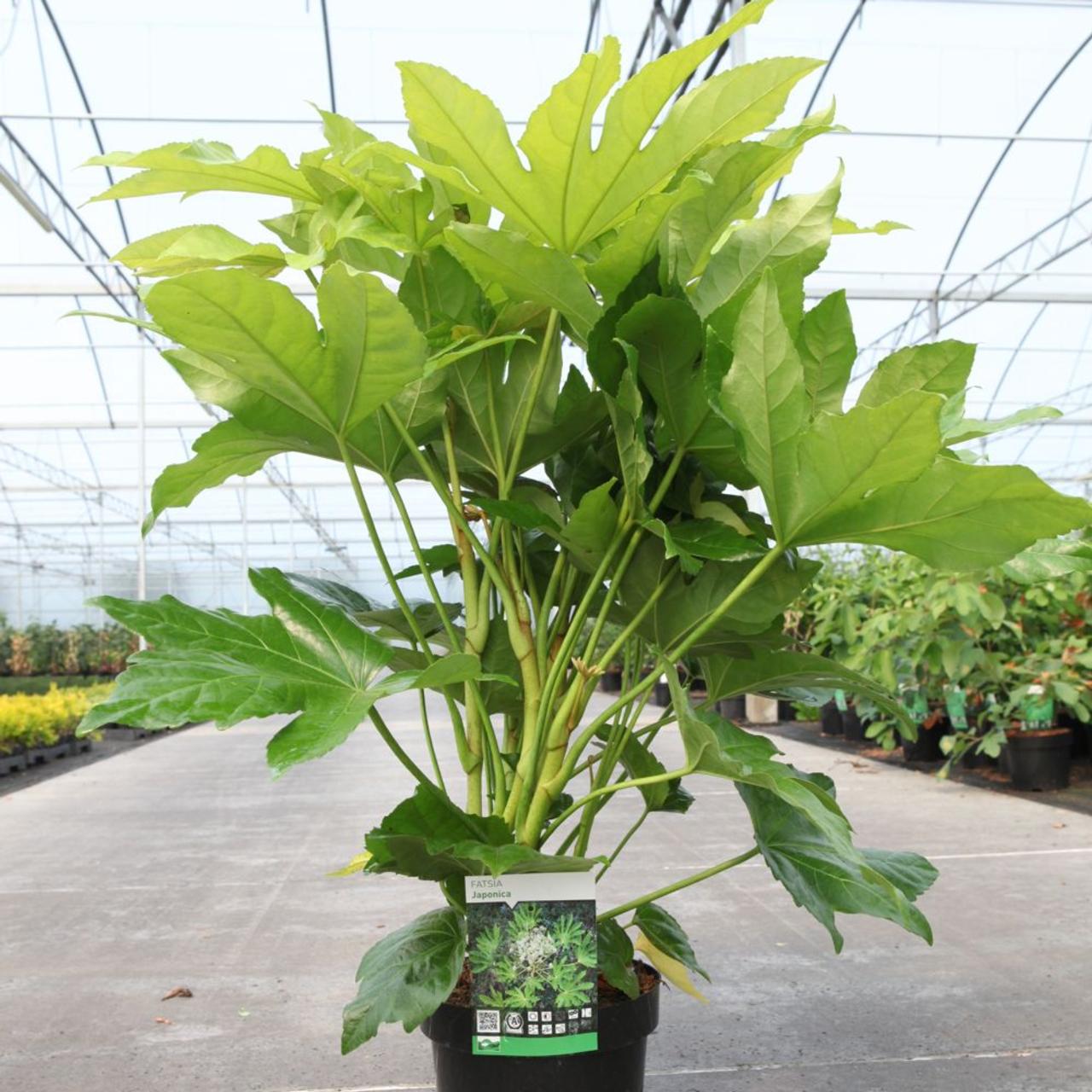 Fatsia japonica plant