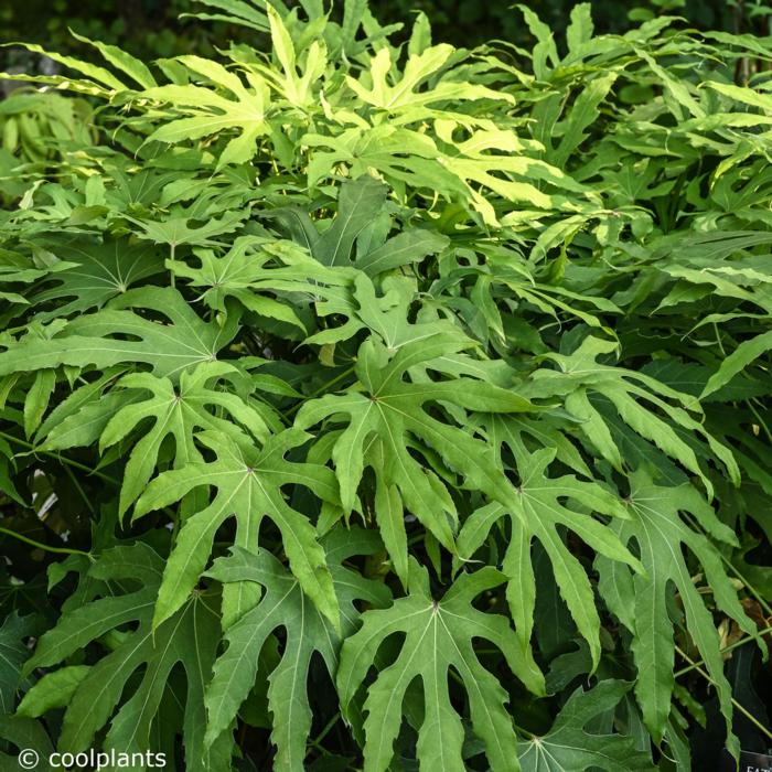 Fatsia polycarpa 'Green Fingers' plant