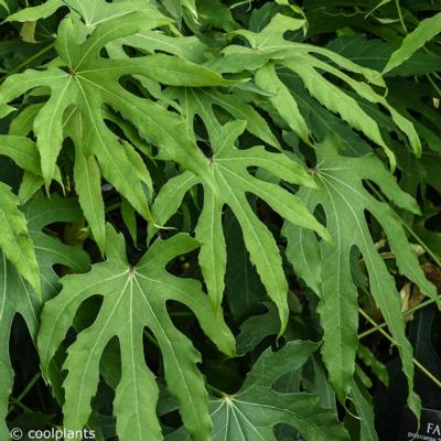 Fatsia polycarpa 'Green Fingers'