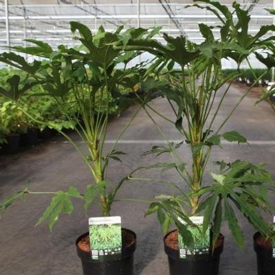 fatsia-polycarpa