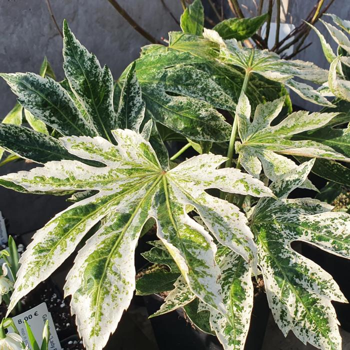 Fatsia 'Spider's Web' plant