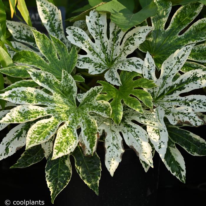 Fatsia 'Spider's Web' plant