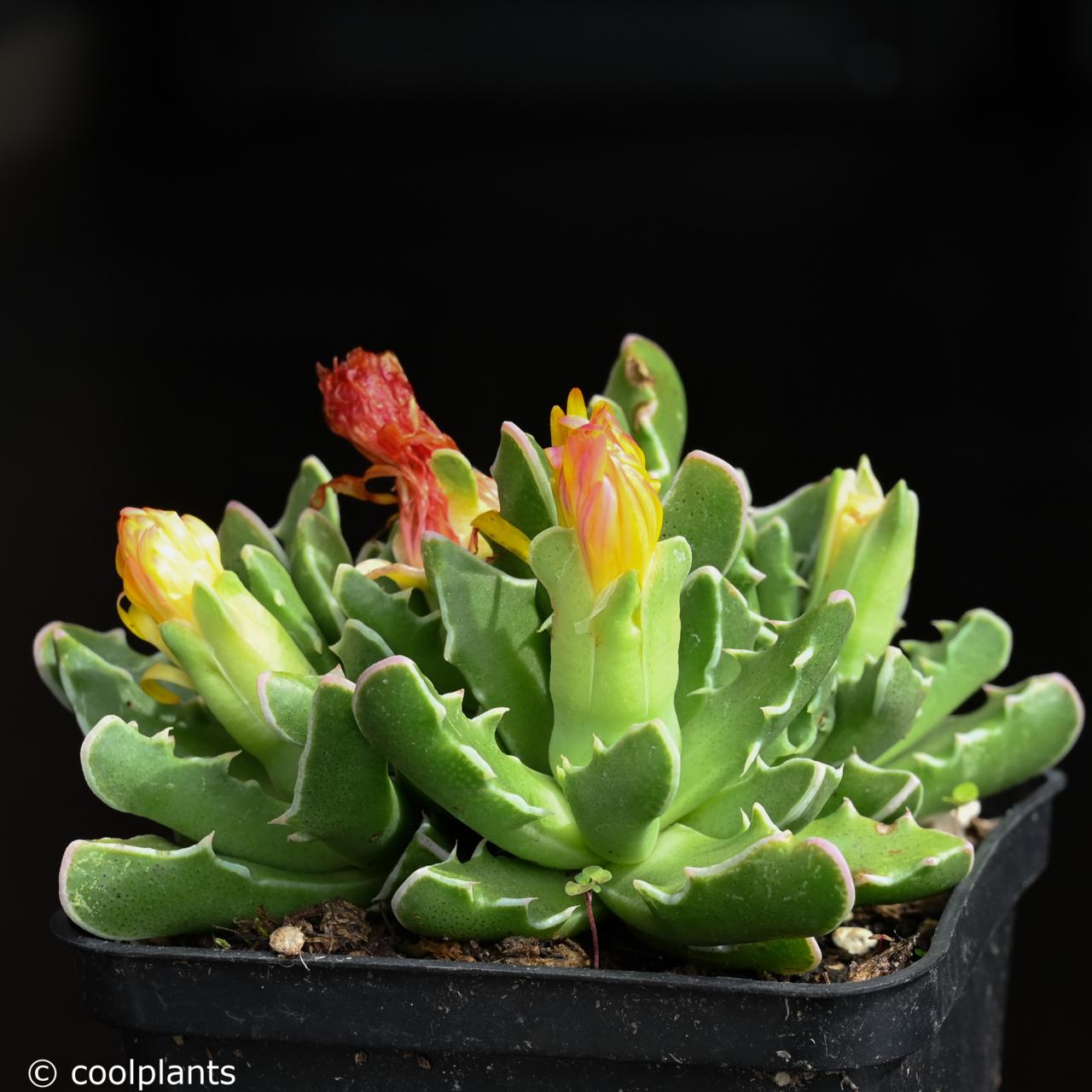 Faucaria bosscheana plant