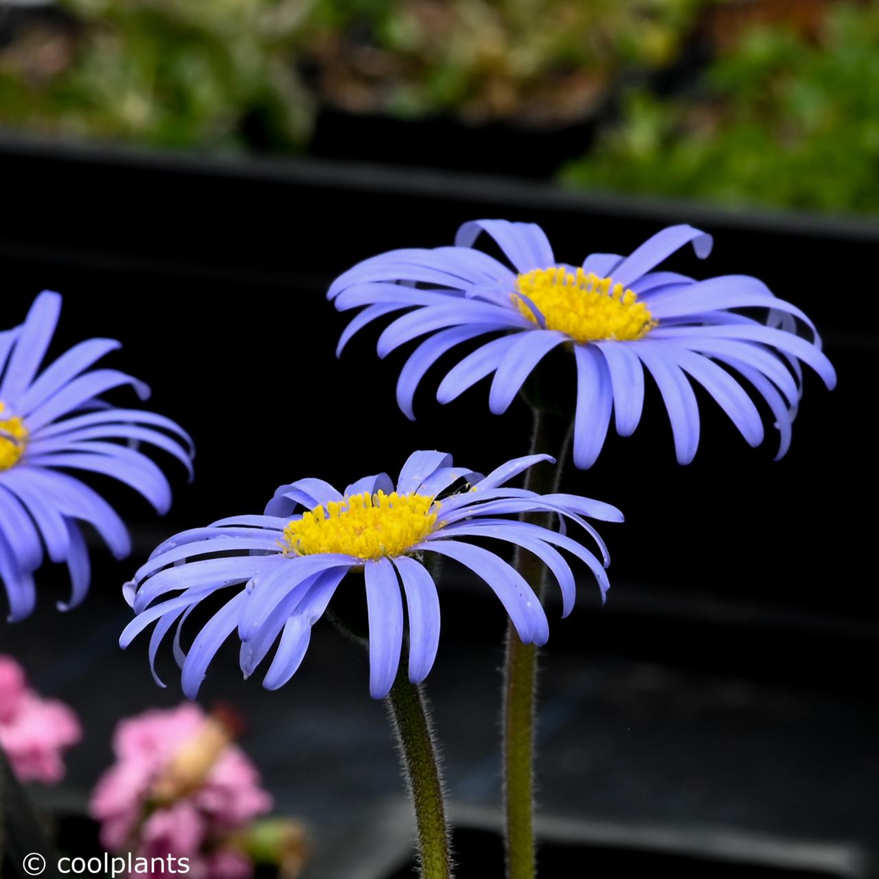 Felicia rosulata plant