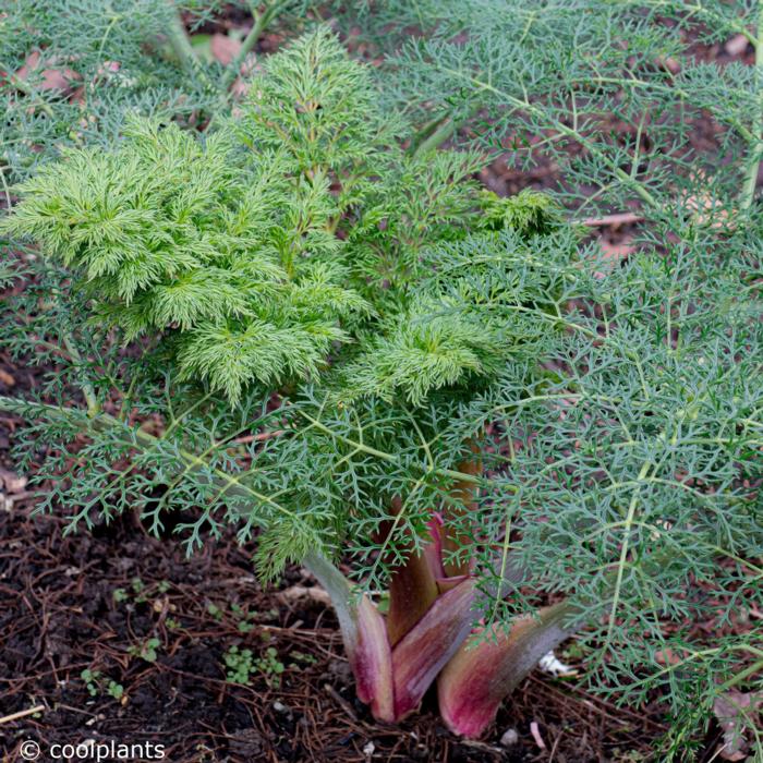 Ferula 'Cedric Morris' plant