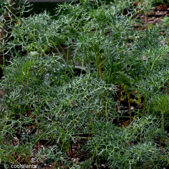 Ferula 'Cedric Morris' plant