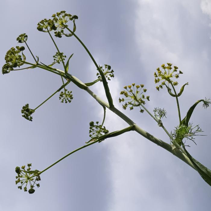 Ferula communis 'Gigantea' plant