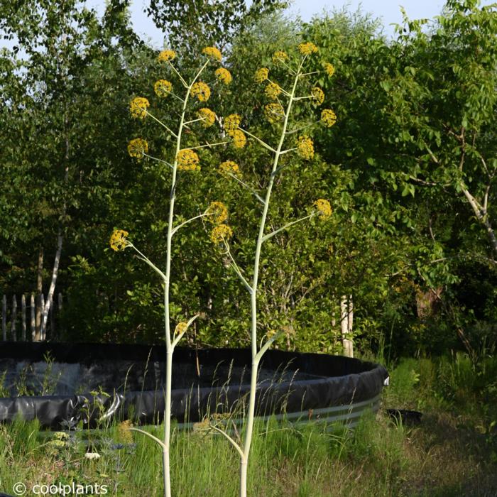 Ferula communis 'Gigantea' plant