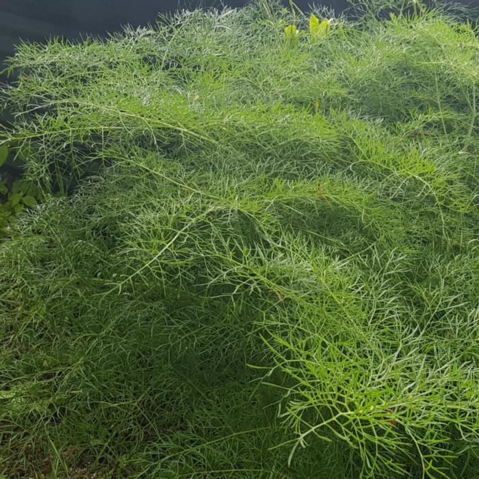 Ferula communis 'Gigantea' plant