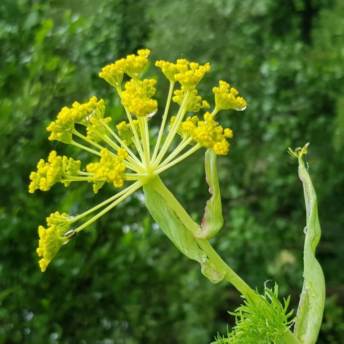 Ferula communis plant