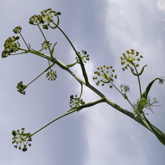Ferula communis plant