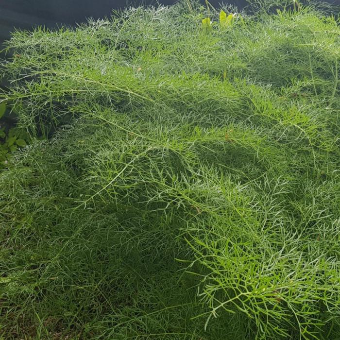 Ferula communis plant