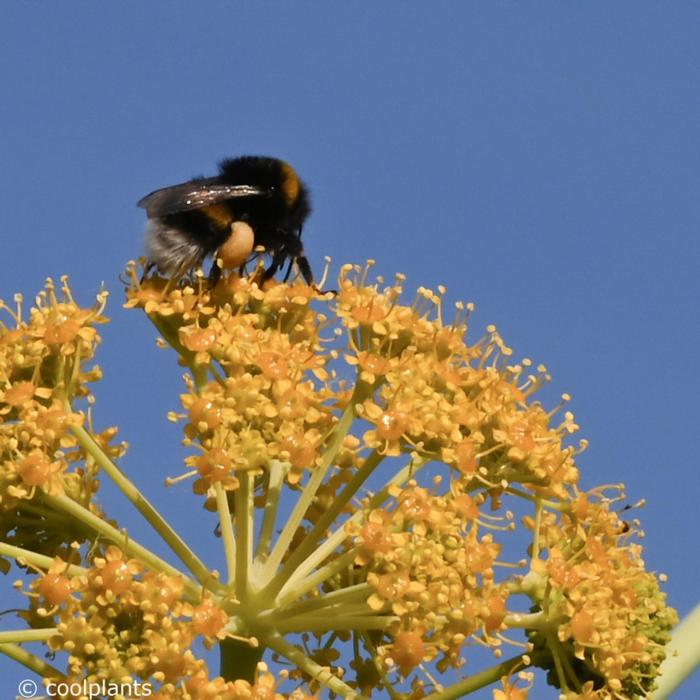 Ferula communis plant
