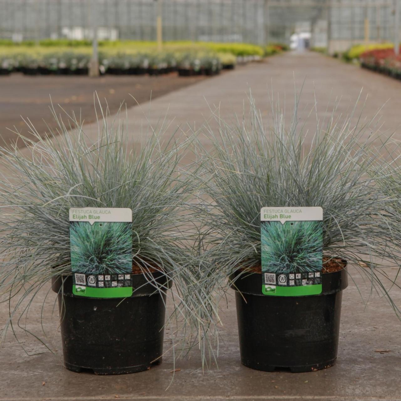 Festuca glauca Elijah Blue' plant