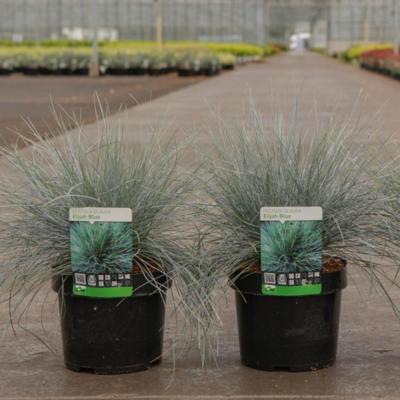 festuca-glauca-elijah-blue