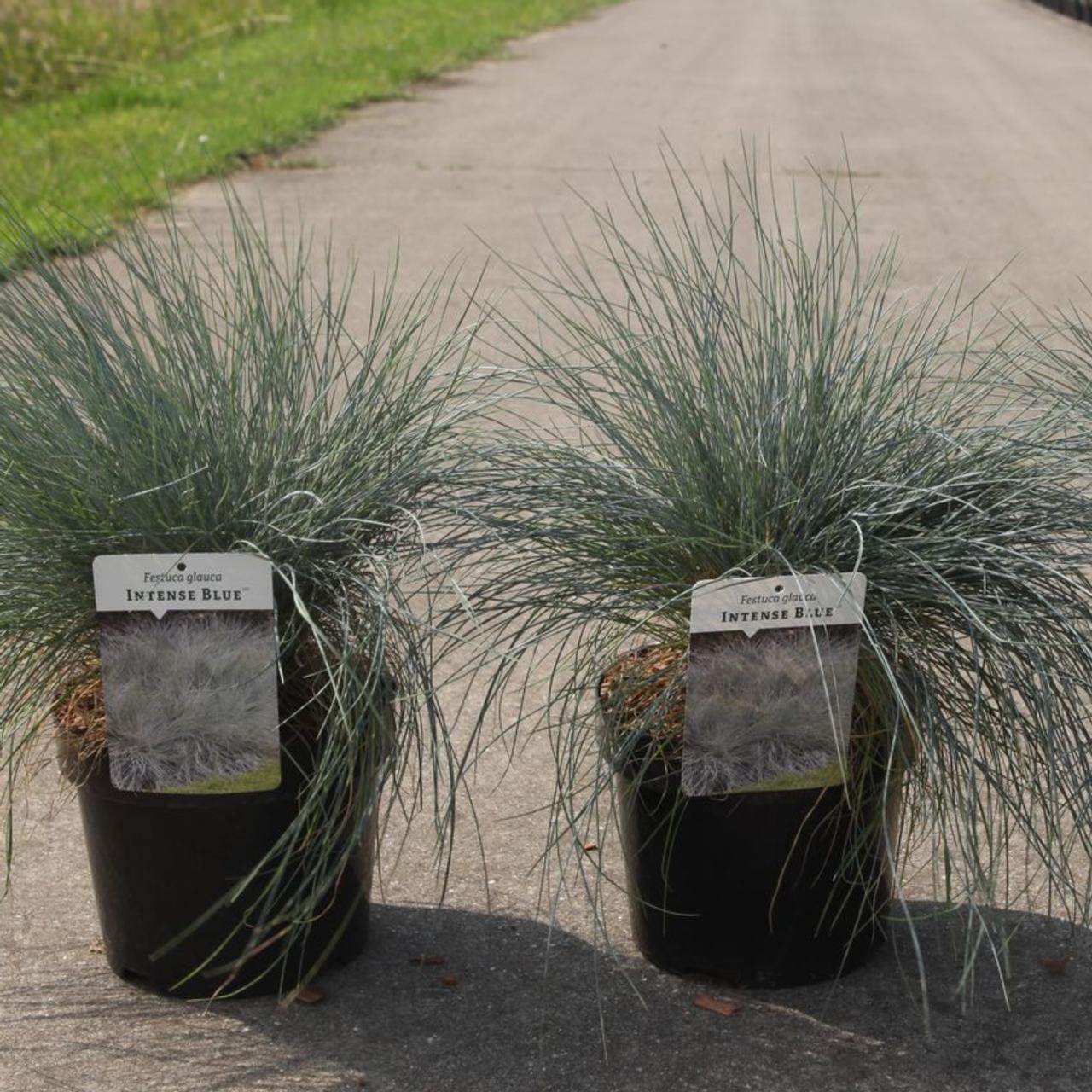Festuca glauca INTENSE BLUE  plant