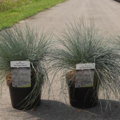 festuca-glauca-intense-blue