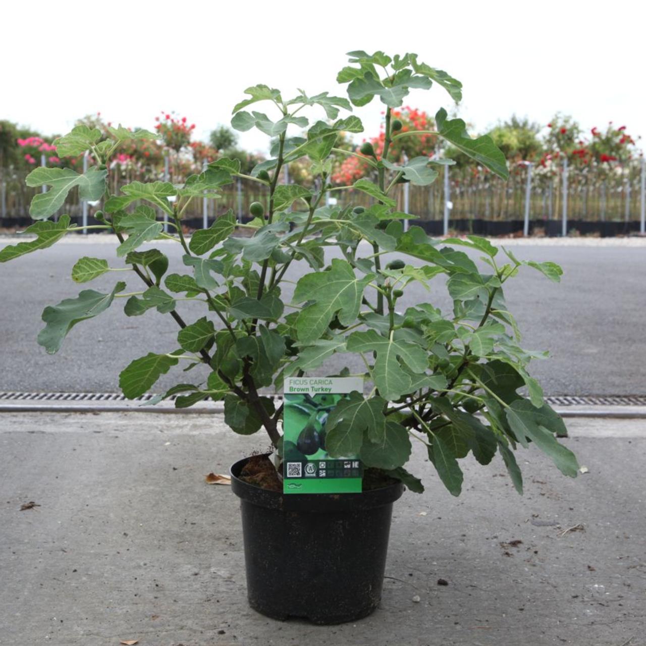 Ficus carica 'Brown Turkey' plant