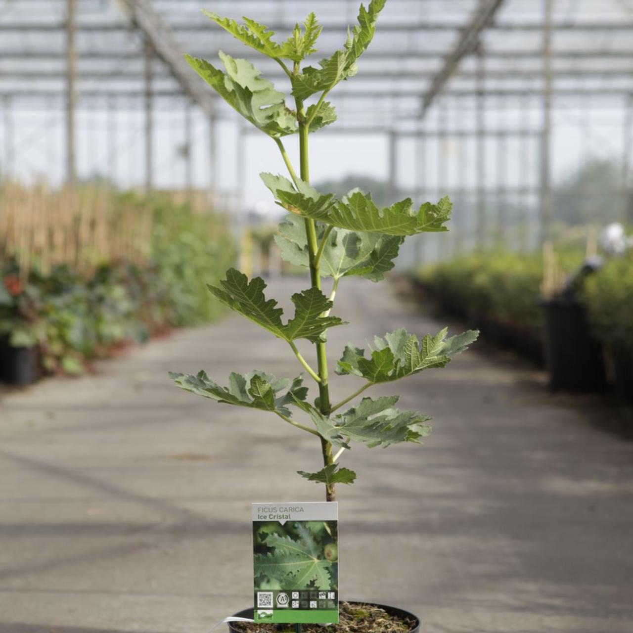 Ficus carica 'Ice Crystal' plant