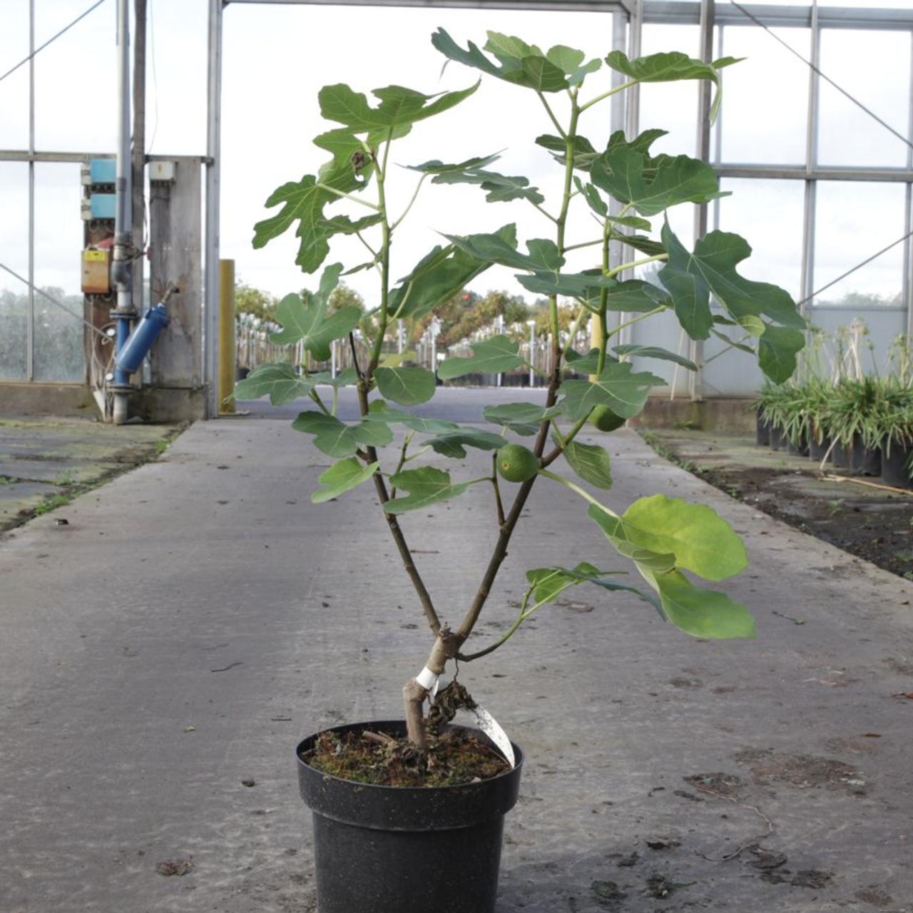 Ficus carica 'Jordan' plant