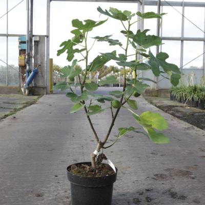 ficus-carica-jordan