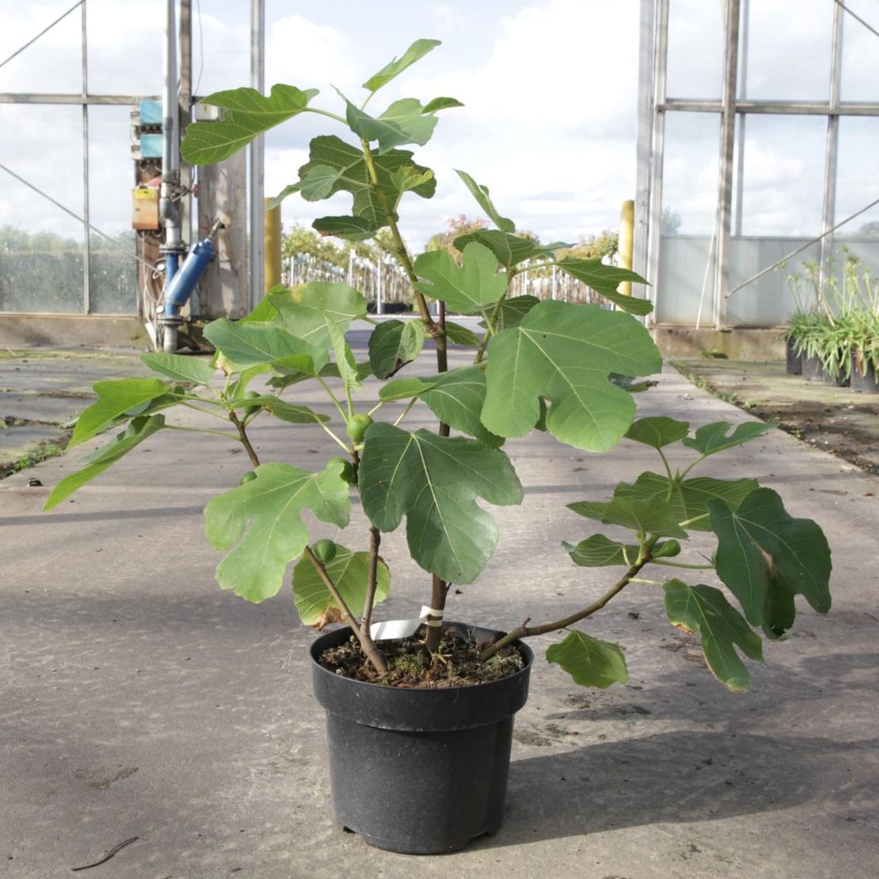 Ficus carica 'Kadota' plant