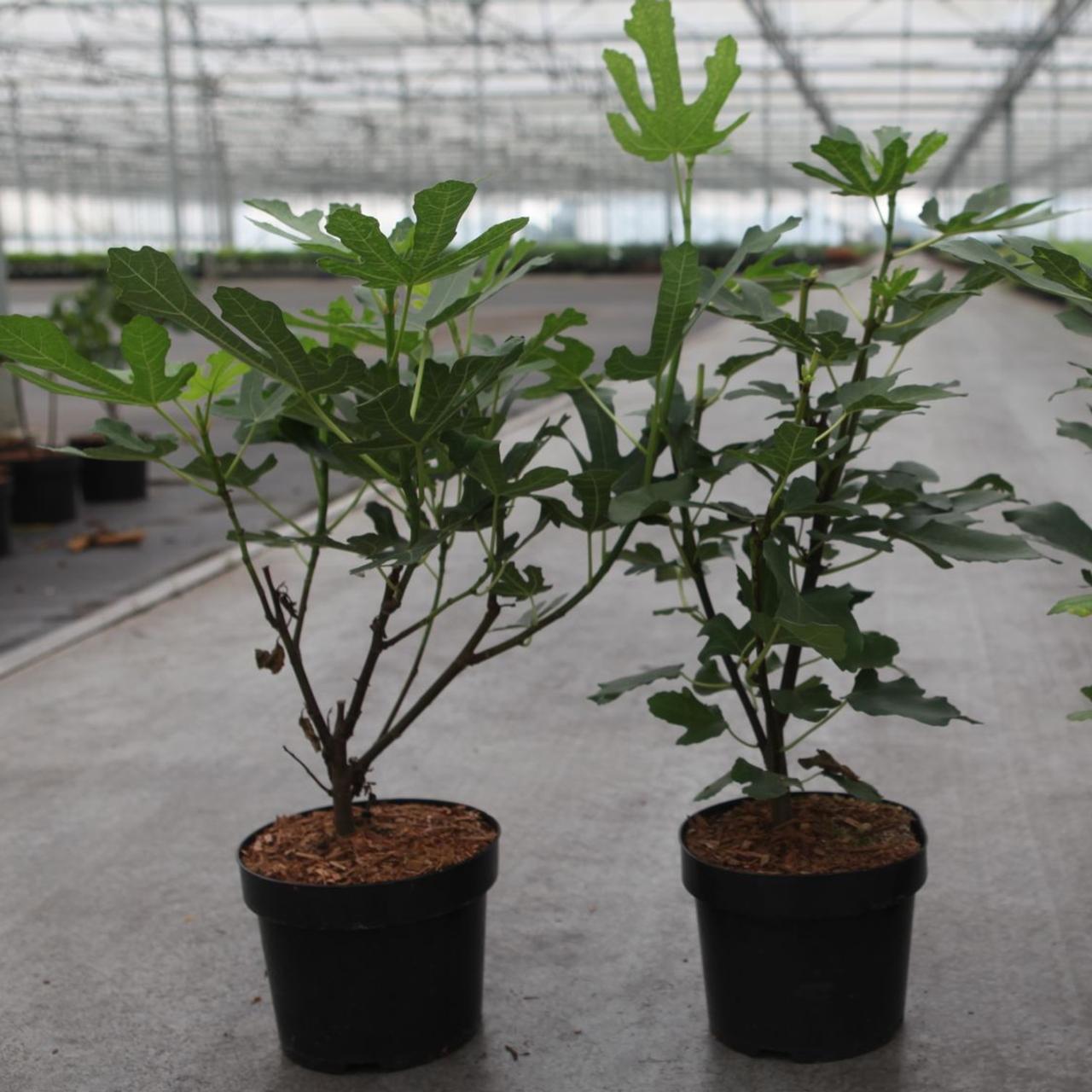Ficus carica 'Osborn's Prolific' plant