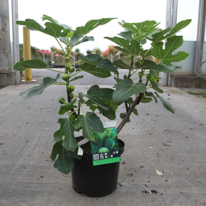 Ficus carica 'Panaché' plant