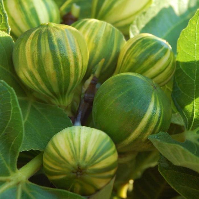 Ficus carica 'Panaché' plant