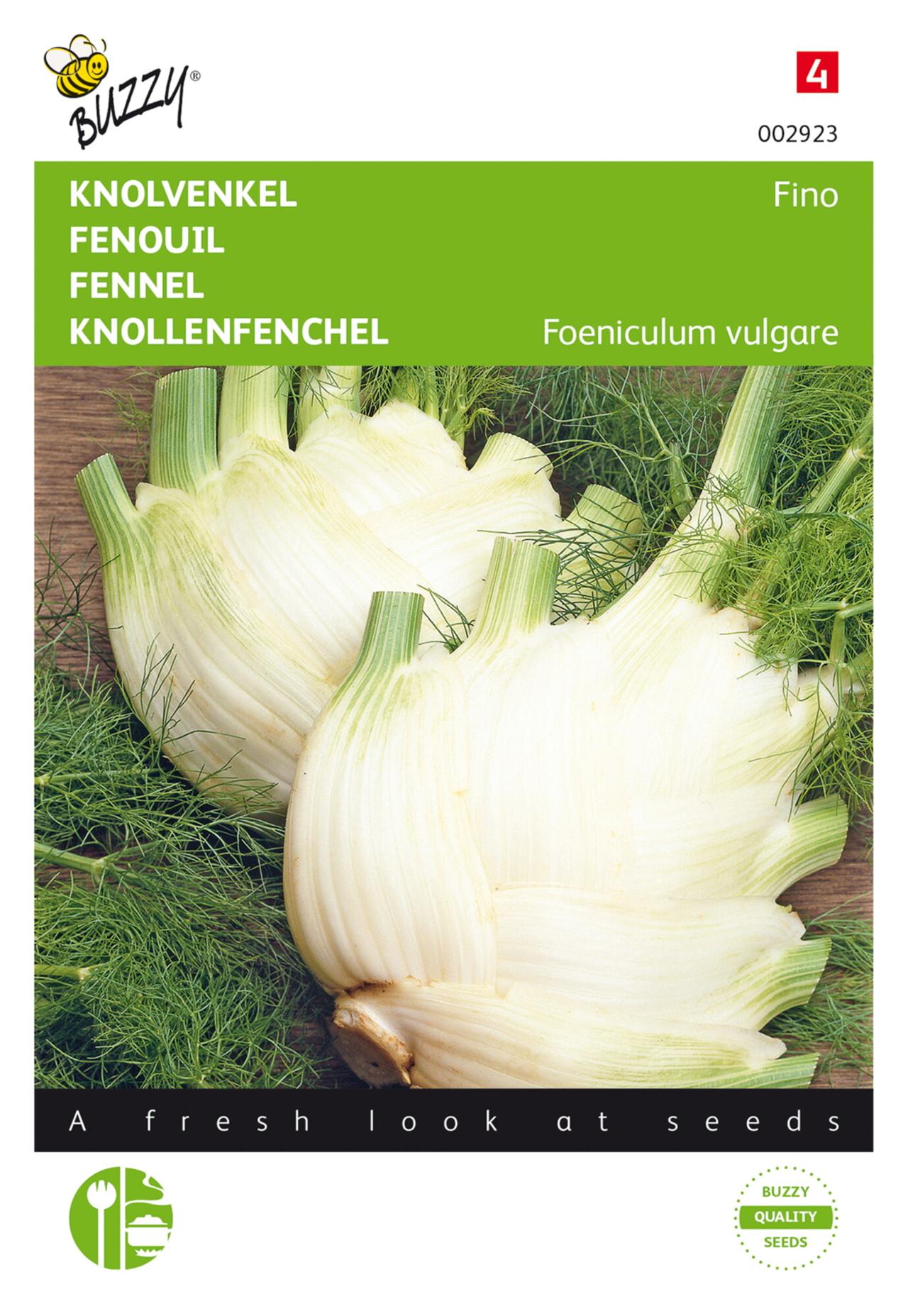Foeniculum vulgare 'Fino' plant