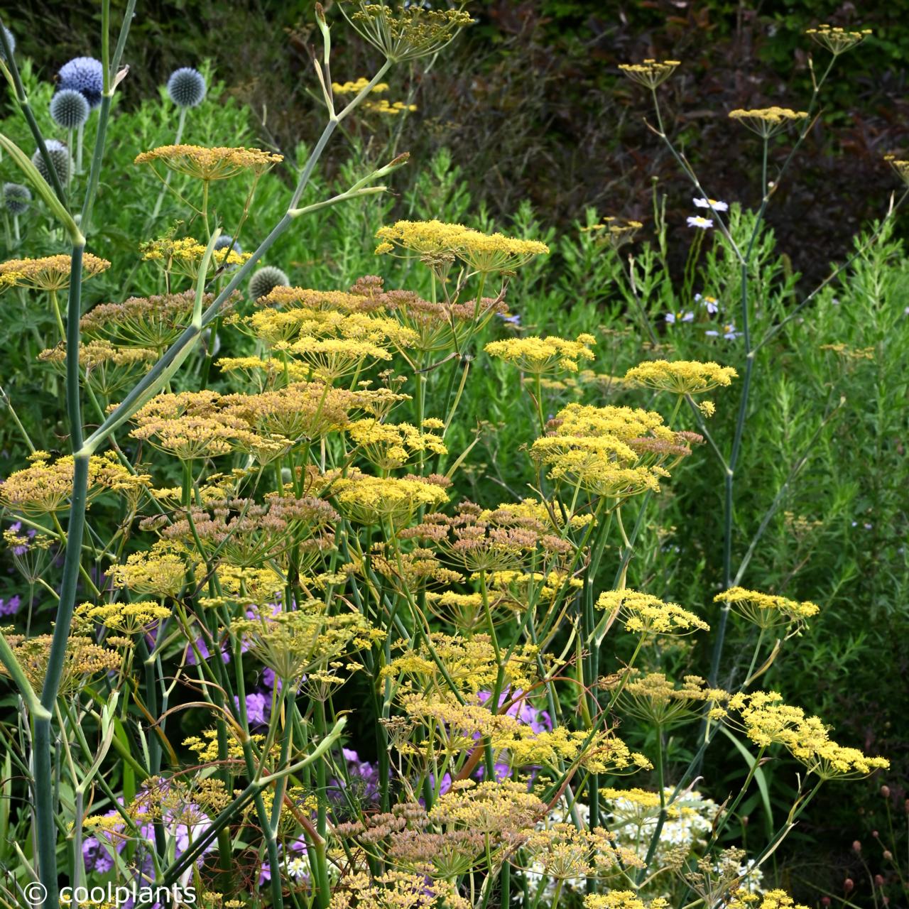 Foeniculum vulgare 'Giant Bronze' plant