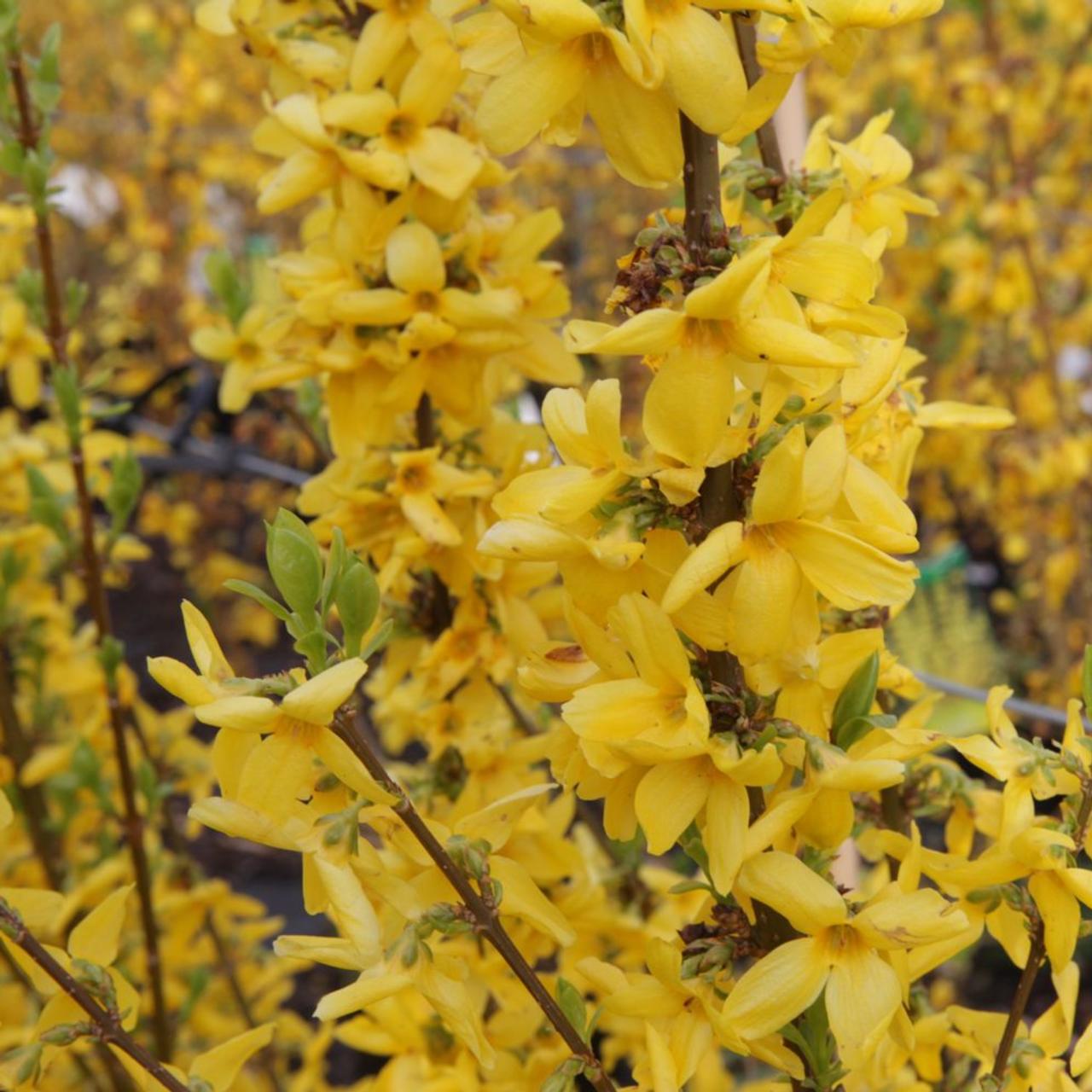 Forsythia intermedia 'Goldrausch' plant