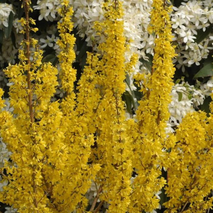 Forsythia intermedia 'Mikador' plant