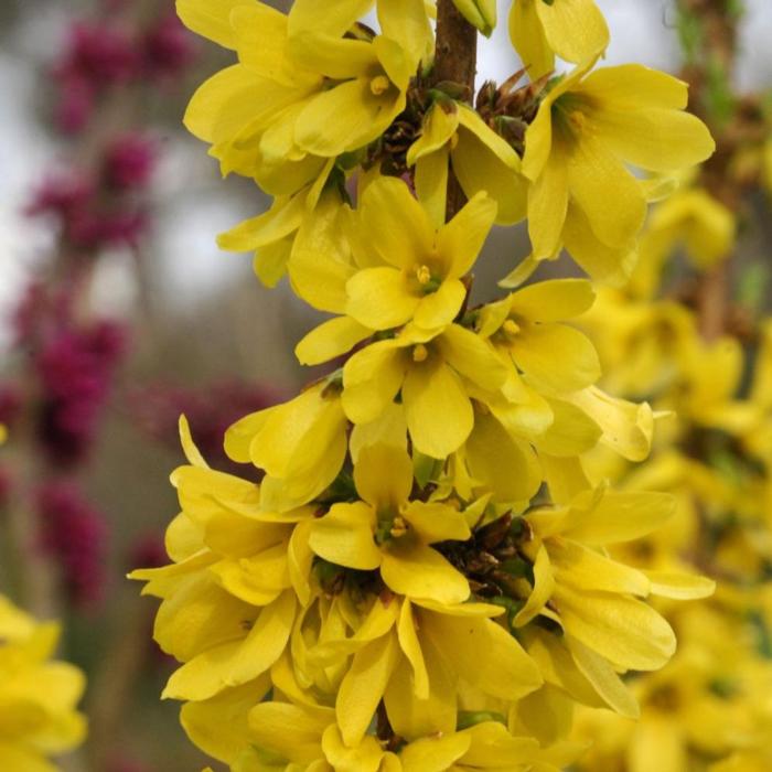 Forsythia intermedia 'Mikador' plant