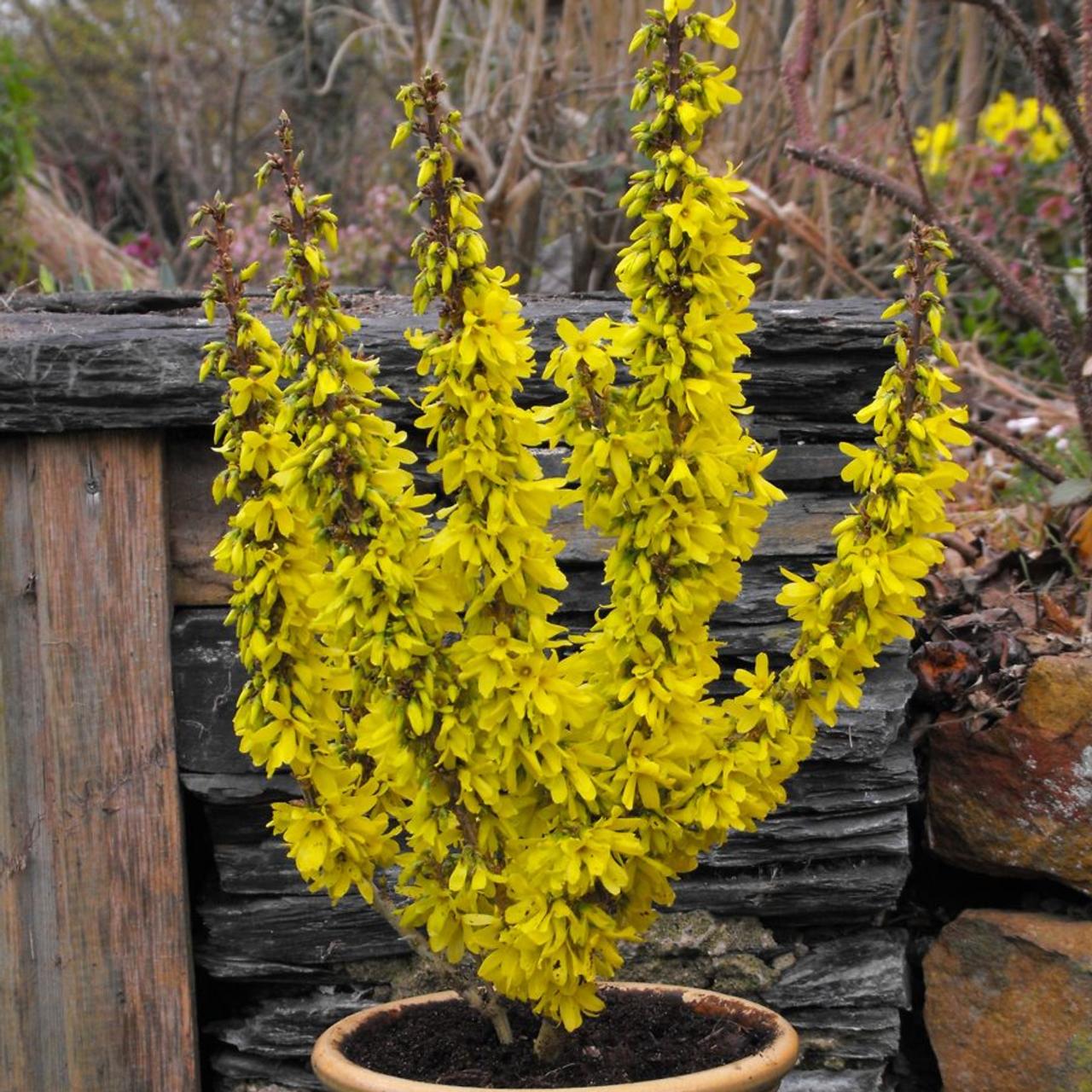 Forsythia intermedia 'Nimbus' plant